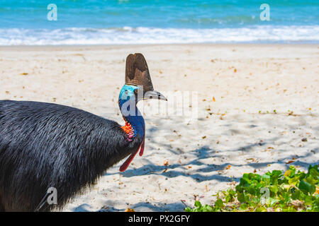 Südliche oder Doppelklicken Gelbstirn-blatthühnchen Cassowary (Casuarius casuarius) am Strand von Etty Bay, Cassowary Küste, Far North Queensland, FNQ, QLD, Australien Stockfoto