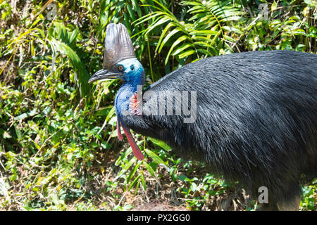 Porträt eines südlichen oder Doppelklicken Gelbstirn-blatthühnchen Cassowary (Casuarius casuarius) in tropischen Lebensraum, Etty Bay, Cassowary Küste, Far North Queensland, FNQ, QL Stockfoto