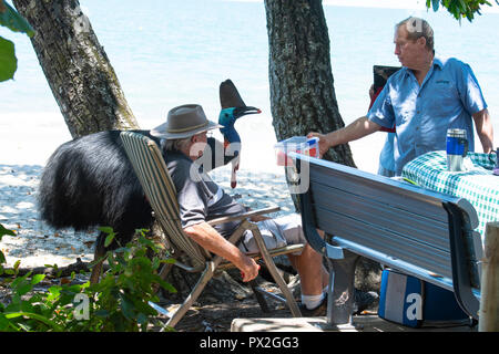 Touristische Fütterung einer wilden Süden oder Doppelklicken Gelbstirn-blatthühnchen Cassowary (Casuarius casuarius) in der Nähe vom Strand, Etty Bay, Cassowary Küste, Far North Queensland, FNQ Stockfoto