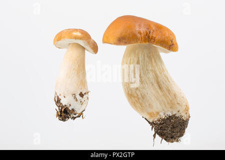 Zwei Boletus edulis Pilze fotografiert auf einem weißen Hintergrund. Diese Pilze werden auch als ceps, Penny Brötchen oder Steinpilzen bekannt. Dorset England UK GB Stockfoto