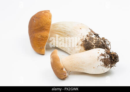 Zwei Boletus edulis Pilze fotografiert auf einem weißen Hintergrund. Diese Pilze werden auch als ceps, Penny Brötchen oder Steinpilzen bekannt. Dorset England UK GB Stockfoto