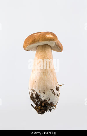 Eine einzelne Boletus edulis Pilz auf einem weißen Hintergrund. Diese Pilze werden auch als ceps, Penny Brötchen oder Steinpilzen bekannt. Dorset England UK GB Stockfoto