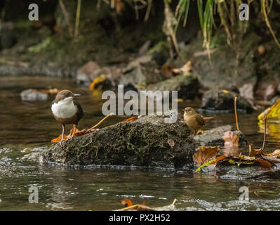 Dipper Stockfoto