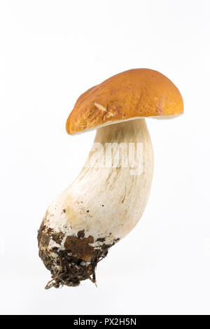 Eine einzelne Boletus edulis Pilz auf einem weißen Hintergrund. Diese Pilze werden auch als ceps, Penny Brötchen oder Steinpilzen bekannt. Dorset England UK GB Stockfoto