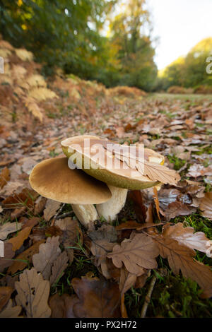 Zwei Boletus edulis Pilze wachsen in der Nähe von einem Weg unter Bäumen im New Forest. Der Boletus edulis Pilz ist auch als Cep, Penny bun oder porci bekannt Stockfoto