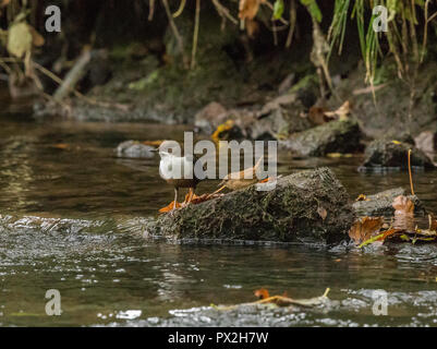 Dipper Stockfoto