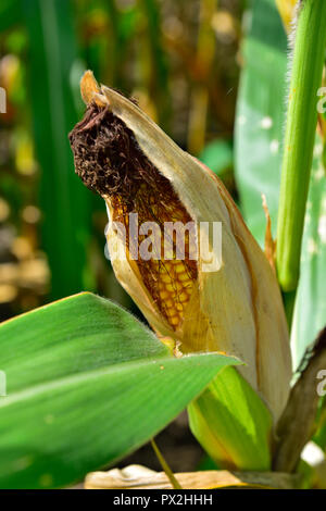 Ähre, Maze, wachsen im Feld Stockfoto