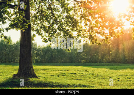 Eiche mit grünem Laub in einem Feld der Sonne bei Sonnenuntergang scheint durch das Laub eines Baumes Stockfoto