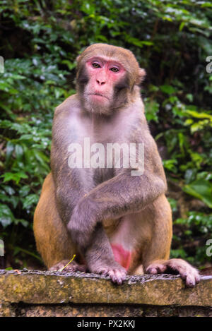 Rhesus Makaken, Macaca mulatta, in der Nähe der Goldene Peitsche Stream, Zhangjiajie UNESCO Global Geopark, Hunan, China gesehen. Stockfoto