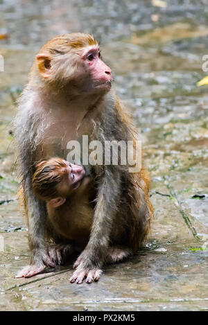 Rhesus Makaken, Macaca mulatta, Mutter mit Kind, in der Nähe der Goldene Peitsche Stream, Zhangjiajie UNESCO Global Geopark, Hunan, China gesehen. Stockfoto