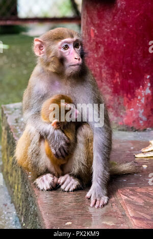 Rhesus Makaken, Macaca mulatta, Mutter mit Kind, in der Nähe der Goldene Peitsche Stream, Zhangjiajie UNESCO Global Geopark, Hunan, China gesehen. Stockfoto