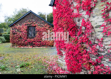 Rote Blätter im Herbst an der Wall Simonsbath, Exmoor, Somerset, England, Großbritannien Stockfoto