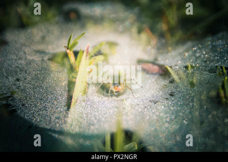 Die Spinne erforscht die Opfer auf dem Netz in der Morgendämmerung. Stockfoto