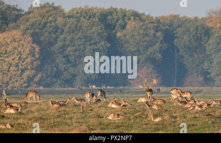 Damwild, Dama Dama, Buck mit seiner Herde nicht Eremitagesletten in Dyrehave, Dänemark. Stockfoto