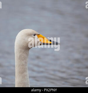 Profil Porträt einer Singschwan Cygnus cygnus, gegen defokussierten Wasser bei WWT Caerlaverock, Dumfries und Galloway, Schottland, Großbritannien Stockfoto