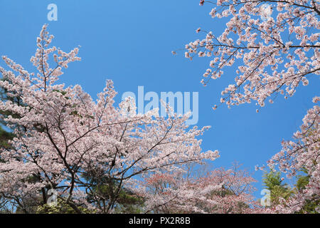 Kirschblüte in Kyoto Arashiyama Stockfoto