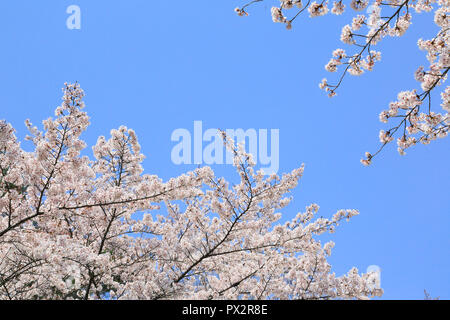 Kirschblüte in Kyoto Arashiyama Stockfoto