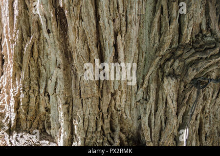 Rinde von Bäumen, in der Nähe bis zu den Stamm eines Baumes, Muster der Natur, Natur Hintergrund. Stockfoto