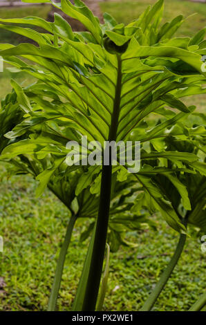 Nahaufnahme eines großen Blätter der Palmen, gegen Sonnenlicht, Natur Hintergrund, shot, grün Blatt Textur zu schließen. Stockfoto