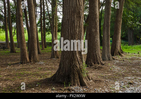 Gruppe von großen Bäumen draußen im ländlichen Raum, im Freien in touristische Wald. schöne Natur Landschaft. Stockfoto