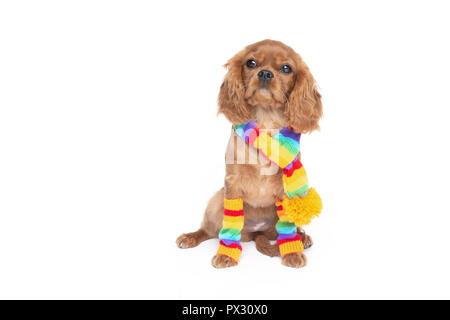 Süßer Hund in Schal auf weißem Hintergrund Stockfoto