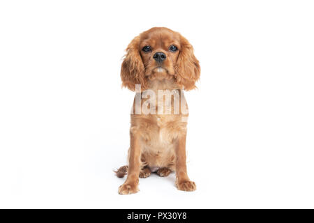 Süßer Hund, Cavalier Spaniel Welpen, auf weißem Hintergrund Stockfoto