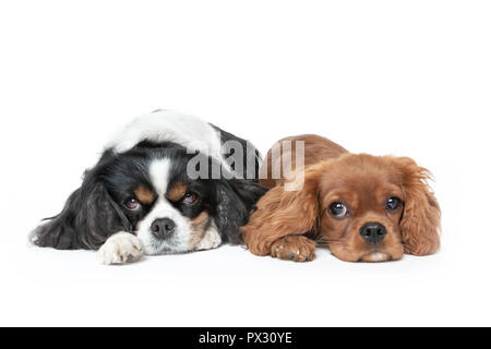 Zwei Hunde, die isoliert auf weißem Hintergrund Stockfoto