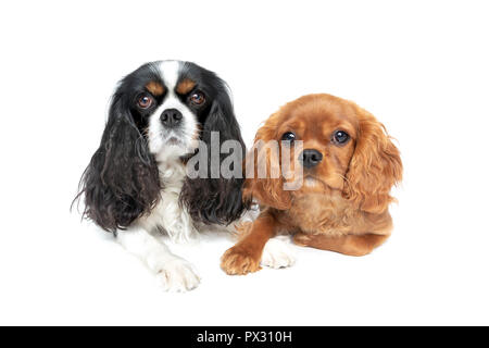 Zwei schöne Hunde mit gekreuzten Pfoten auf weißem Hintergrund Stockfoto