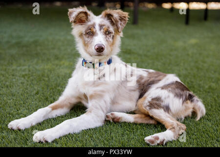 Red Merle Australian Shepherd Welpe liegend und mit Blick auf die Kamera. Stockfoto