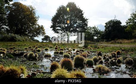 Datei vom 07/10/14 Foto des gefallenen Kastanien, auch bekannt als Conkers, in einer Pfütze im Richmond Park, London. Fans von hat Essen, von Pilzen, Kastanien, sind gegen ein Verbot hinwegsetzt, die Wilden aus den Königlichen Parks gewarnt. Stockfoto