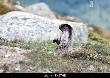 Nette schauende Hoary Marmot als im Juli in Almen von Jasper National Park, Alberta, Kanada gesehen Stockfoto