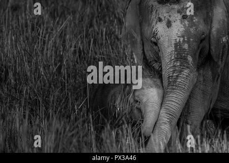 Dieses Bild von Mutter und Baby Elefant im Kaziranga Nationalpark in Indien genommen wird. Stockfoto