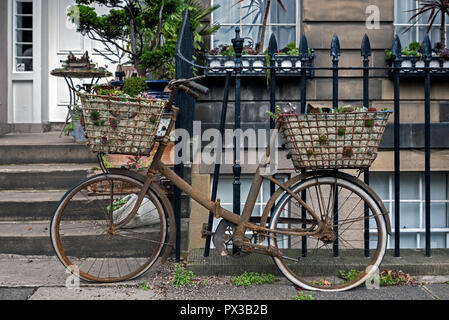 Ein neuartiges Display von Sukkulenten auf einer Türschwelle in der New Town von Edinburgh. Stockfoto