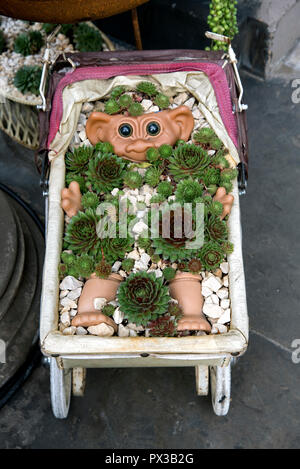 Ein neuartiges Display von Sukkulenten auf einer Türschwelle in der New Town von Edinburgh. Stockfoto