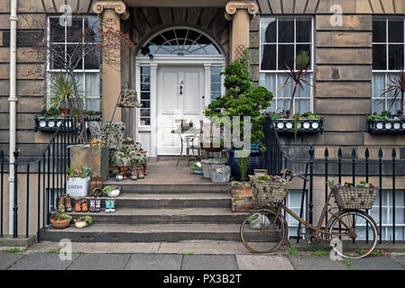 Ein neuartiges Display von Sukkulenten auf einer Türschwelle in der New Town von Edinburgh. Stockfoto