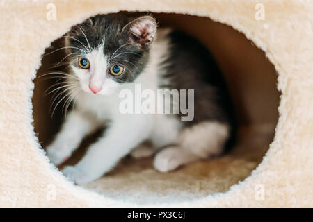 Cute Baby Katze entspannt zu Hause Stockfoto