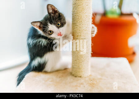 Cute Baby Katze Kratzen und Schärfen Krallen zu Hause Stockfoto