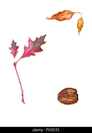 Hand gezeichnet Aquarell Herbst Laub und Walnüsse. Herbst Weinlese botanischen Abbildung von Red oak Zweig mit Blatt, Esche, Nussbaum auf t isoliert Stockfoto