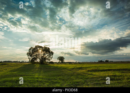 Die untergehende Sonne hinter einem Baum auf einer grünen Wiese und dunklen regnerischen Wolken im Himmel Stockfoto