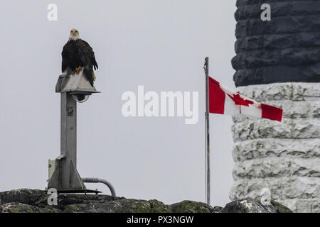 Oktober 8, 2018 Port Angeles, Washington, USA - ein Weißkopfseeadler sitzt in der Nähe von einem Leuchtturm als kanadische Flagge Wellen im Hintergrund auf dem Puget Sound in der Nähe der kanadischen Grenze am Oktober 8, 2018 thront. (Bild: © Alex Edelman/ZUMA Draht) Stockfoto