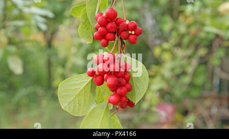 Niederlassungen der Roten schisandra. Cluster von Reifen schizandra. Ernte von nützliche Pflanze. Red schizandra hängen auf den grünen Zweig. Schizandra chinensis Pflanze mit Stockfoto