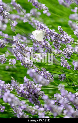 Ein Kohlweißling Vereinbaren auf einem Lavendel blühen Stockfoto