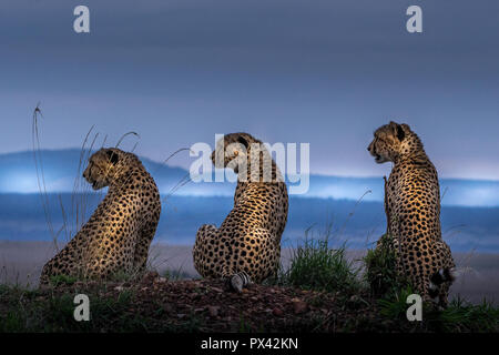 Dieses Bild von Cheetah Brüder ist in der Masai Mara in Kenia. Stockfoto