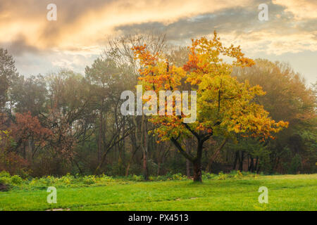 Eiche in gelb Laub auf der grünen Wiese. Herbst Natur Landschaft im City Park Stockfoto