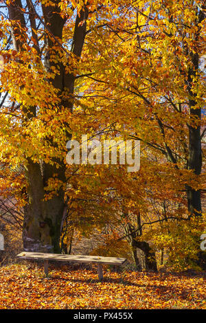 Handgefertigte holzbank unter dem Baum im Herbst Farben. schöne sonnige Wetter Stockfoto