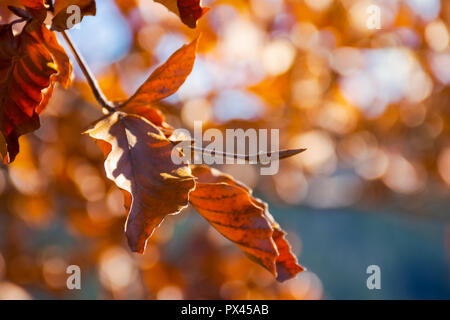 Braunes Laub auf dem Zweig im Sonnenlicht. schönen Herbst Hintergrund mit bokeh Effect Stockfoto