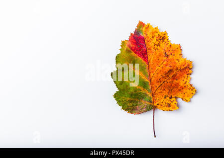 Herbst Blatt bunten Regenbogen Farbverlauf Sommer Herbst Saison ändern Stockfoto