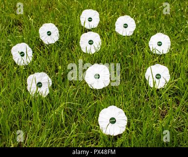 Weißer Mohn Erinnerung weiß Frieden Mohn Stockfoto