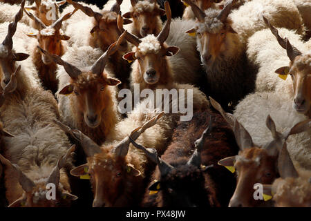 Herde von Schafen in low lights ländliche Szene an die Farm der Tiere Stockfoto