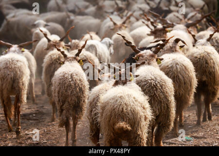 Authentische ungarische Schafe züchten Name ist Racka Schafe Stockfoto